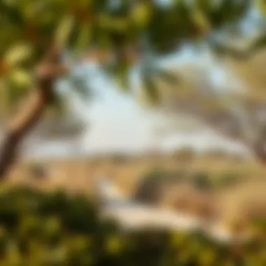 Nature Reserve in Al Barari Serene nature reserve showcasing the beauty of Al Barari